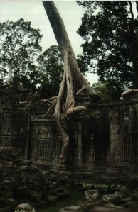 Silk Tree at Teah Prohm - Angkor